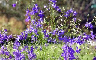 Трева от шпора (larkspur): лечебни свойства и противопоказания