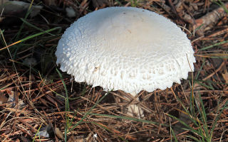 Kišobran gljive su raznolike: što je korisno, vrijeme sakupljanja