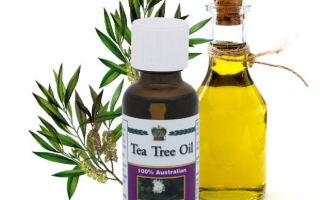 Beneficiile și utilizările uleiului esențial de arbore de ceai pentru păr