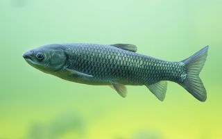 Proprietăți utile ale peștilor de crap de iarbă: descriere, compoziție