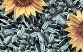 Beneficiile și daunele semințelor de floarea-soarelui pentru organism