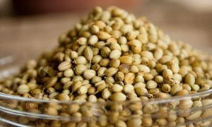 Semințele de cânepă: beneficiile și daunele, cum să germineze, cum arată, foto