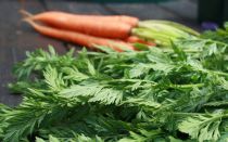 Морков върхове: ползи и вреди, полезни свойства, противопоказания