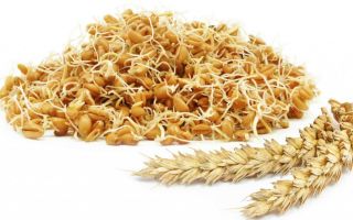 Gekeimter Weizen: Nutzen und Schaden, wie man nimmt