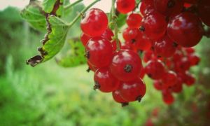 Rødbær: nyttige egenskaber og kontraindikationer