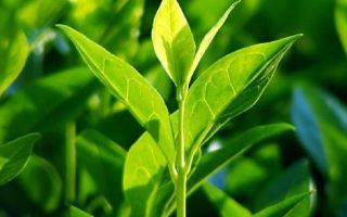 Proprietăți și utilizări ale uleiului esențial de arbore de ceai pentru față