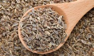 Копър семена: полезни свойства, как да се вари и да се приема