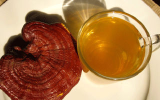 Ganoderma lăcuită cu ciuperci (reishi): proprietăți utile și contraindicații