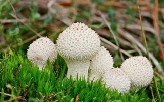 Kabanica: sastav jestive gljive, tamo gdje raste, korisna svojstva