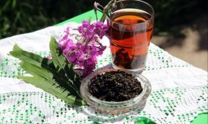 Herbata Ivan: korzyści i szkody dla zdrowia, właściwości lecznicze, zdjęcia, zastosowanie