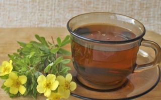 Arbust de ceai Kuril (cu cinci frunze): proprietăți utile, fotografie