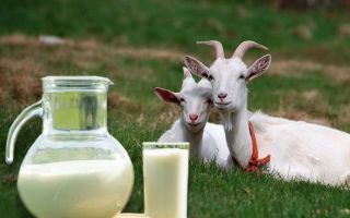 Laptele de capră: proprietăți utile și contraindicații