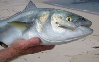Beneficiile peștilor kahawai: descriere și fotografie, gust